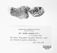 Trapelia coarctata image